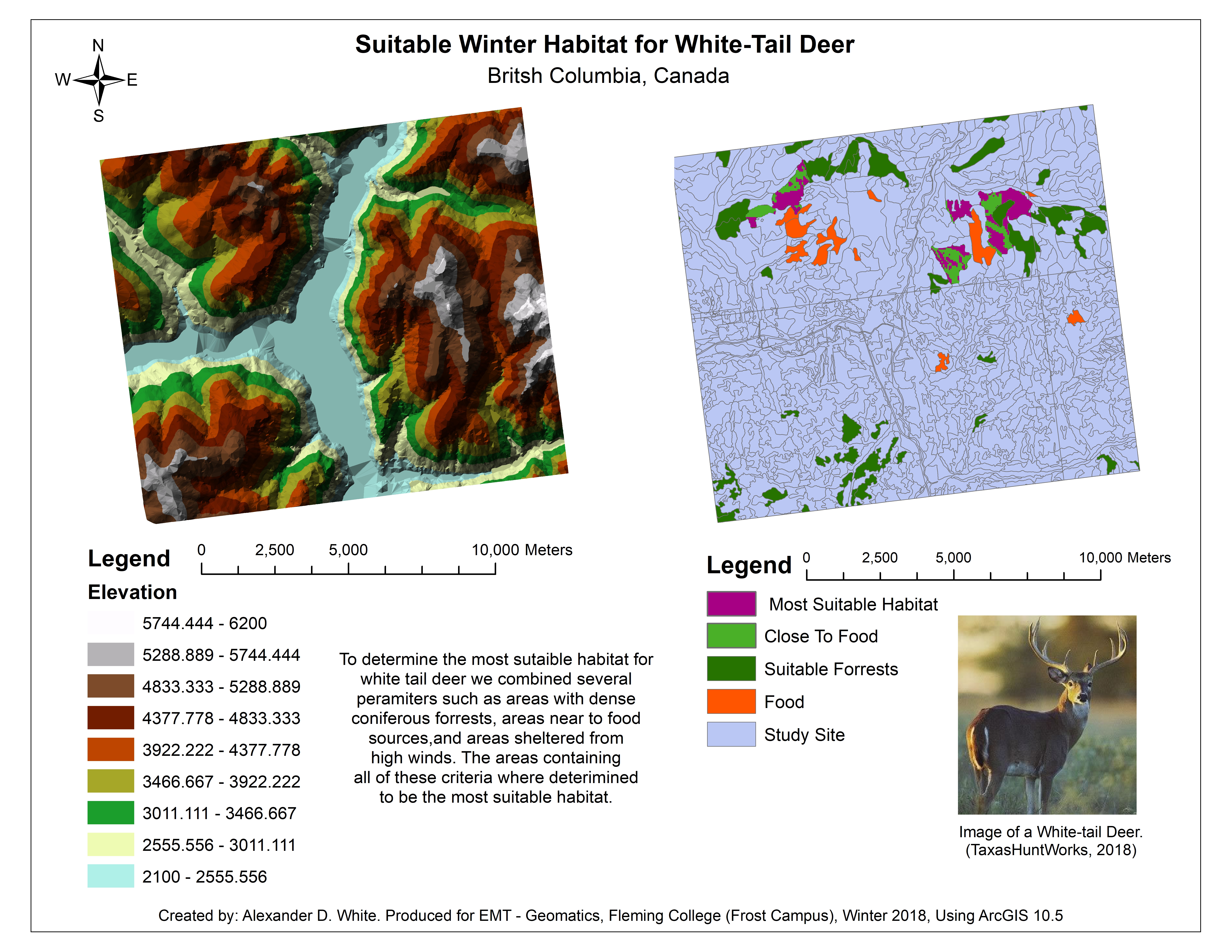 Winter Habitat for Deer
